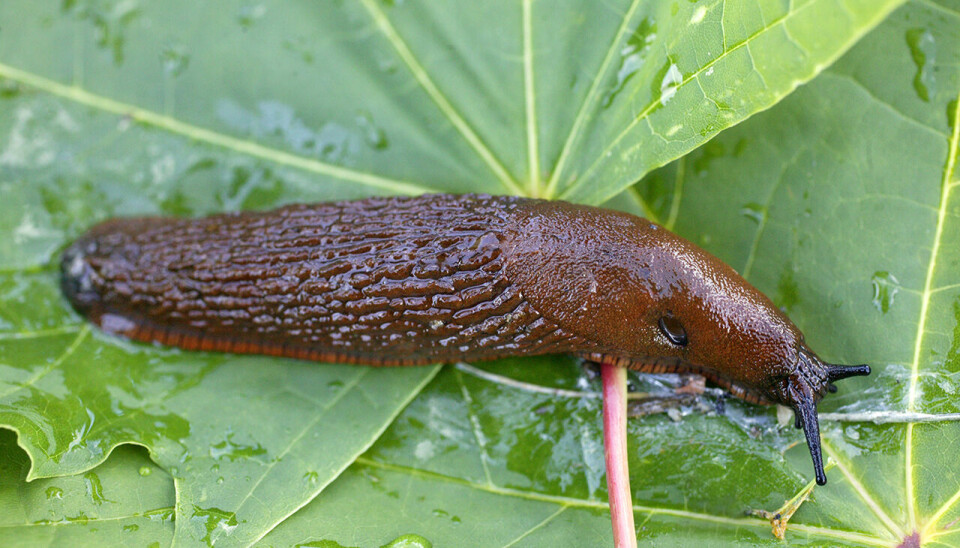 Bør vi frykte fremmede organismer, er ett av spørsmålene som diskuteres under jubileumsseminaret. Brunsneglen er kanskje den mest kjente planteskadegjøreren. Den kom til Norge i 1988.