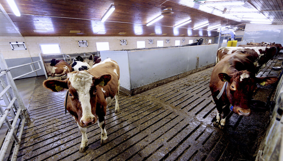 Beregninger fra Norsk institutt for bioøkonomi viser at investeringsbehovet for å bygge om alle båsfjøs i landet til løsdriftsfjøs ligger på mellom 18 og 23 milliarder kroner. Arkivbildet viser kuer i et løsdriftfjøs på Jordmoen i Tynset.