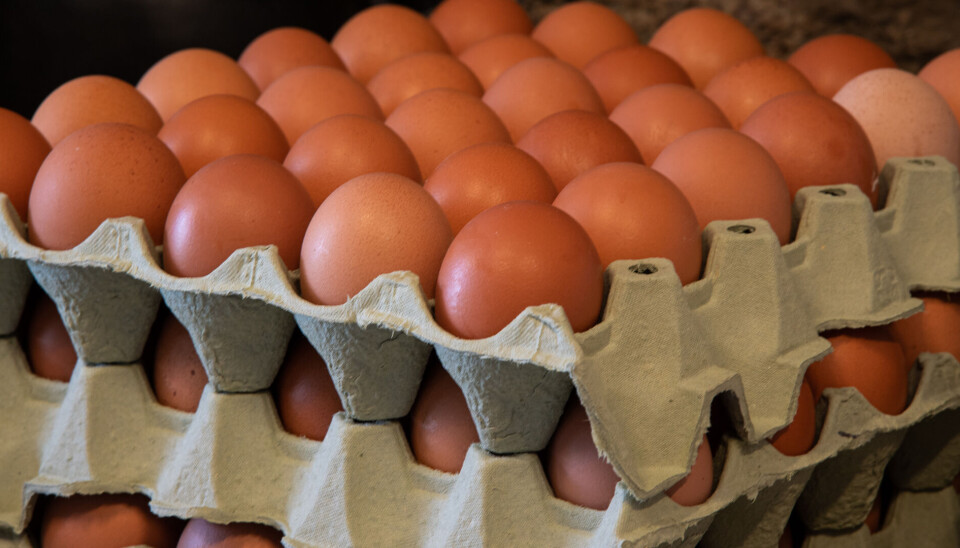 Den aktuelle regelen om at holdbarhetsdatoen for egg maksimalt kan være på 28 dager, er begrunnet i folkehelsehensyn på grunn av forekomsten av salmonella i egg i mange av EUs medlemsstater. Foto: Torbjørn Tandberg