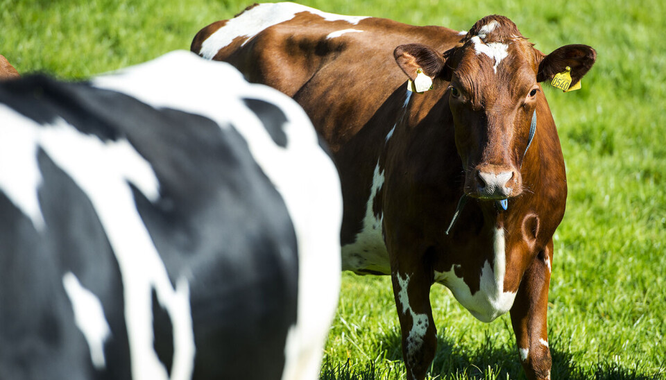 Det er aldri blitt brukt så lite antibiotika på norske husdyr som i 2023, opplyser Veterinærinstituttet. Men både Mattilsynet og instituttet følger likevel tett med på antibiotikaresistens fordi det trengs. Illustrasjonsfoto: Carina Johansen | NTB