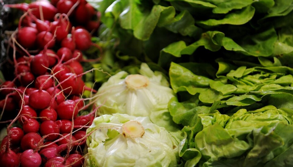 Jordbruksarealet, som brukes til økologisk matproduksjon, er blitt redusert med rundt 20 prosent i løpet av det siste tiåret.