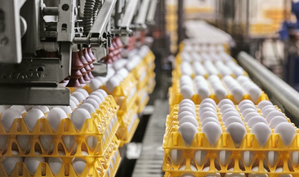Ifølge Nortura har en feil hos fôrleverandøren Felleskjøpet Agri ført til at det har blitt tilsatt for mye vitamin D i produksjon av kraftfôr. Egg fra høner som har spist dette fôret, har dermed et forhøyet innhold av vitamin D, opplyser Mattilsynet. Illustrasjonsfoto: Nortura