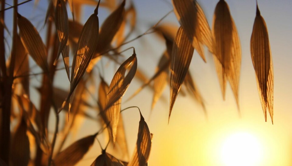 Foreløpig kan det bare godkjennes økologiske sorter av noen få arter. Det skal det bli en endring på.