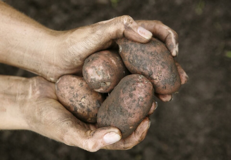 Det meste av matsvinnet i norsk jordbruk skjer i grøntsektoren og fra lagringsgrønnsaker som gulrot og poteter.