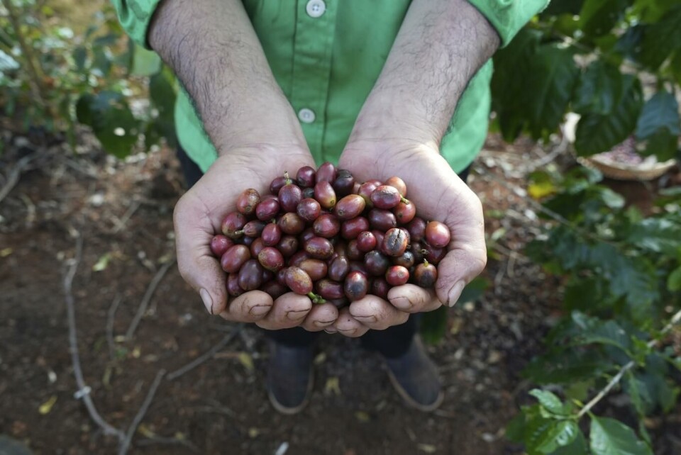 Kaffebøndene må dokumentere at produksjonen ikke fører til avskoging, som er den nest største kilden til karbonutslipp etter fossilt brensel.