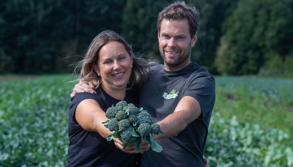 Ekteparet Ragne Helene Ravnsborg og Knut-Andreas Malmberg i brokkoliniåkeren hjemme på gården i Lier. Knut-Andreas Malmberg og kona Ragne Helene Ranvsborg i brokkoliniåkeren hjemme i Lier.