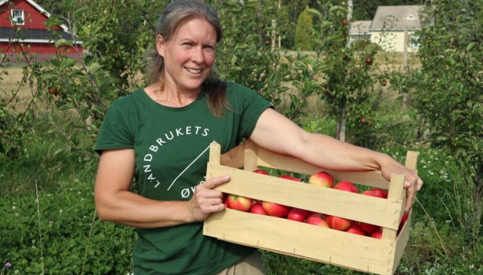 Astrid Bjørnson greide å selge 8 tonn av sine økologisk produserte epler selv i fjor, mens hele den norske dagligvarebransjen bare maktet 7 tonn økologiske epler og plommer, skriver Kari Marte Sjøvik.