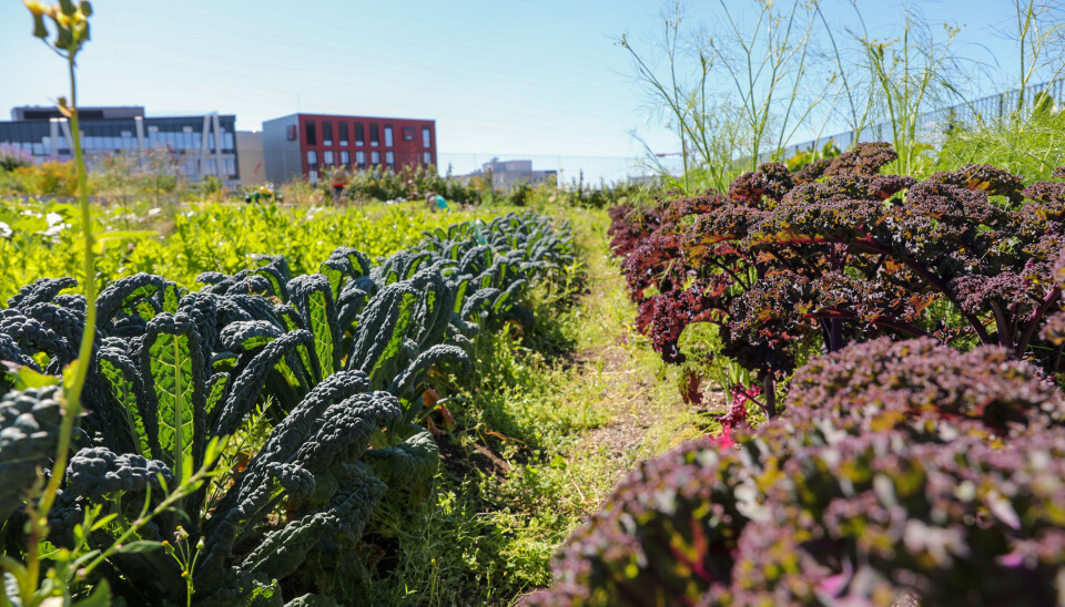 Grønnsakene som dyrkes fram høyt over tigerstaden, deles ut til medlemmene av samdyrkelaget og brukes av restaurantene i bygget.