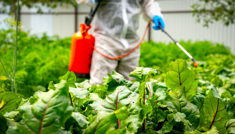 Det ble påvist rester av plantevernmidler i tre av de 156 matvarene som ble analysert i 2023.