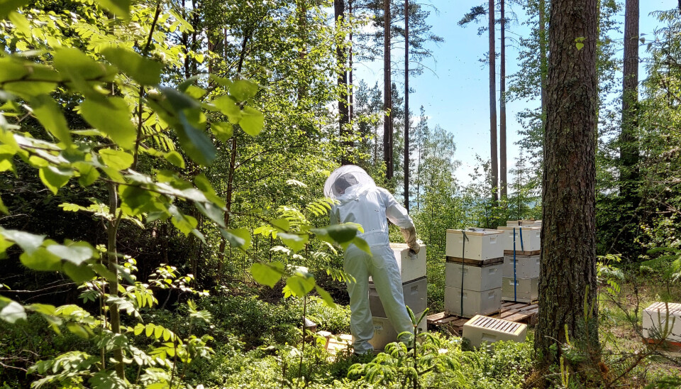 Partene i jordbruksoppgjøret forhandler for tiden også om produksjonstilskudd for birøkterne.