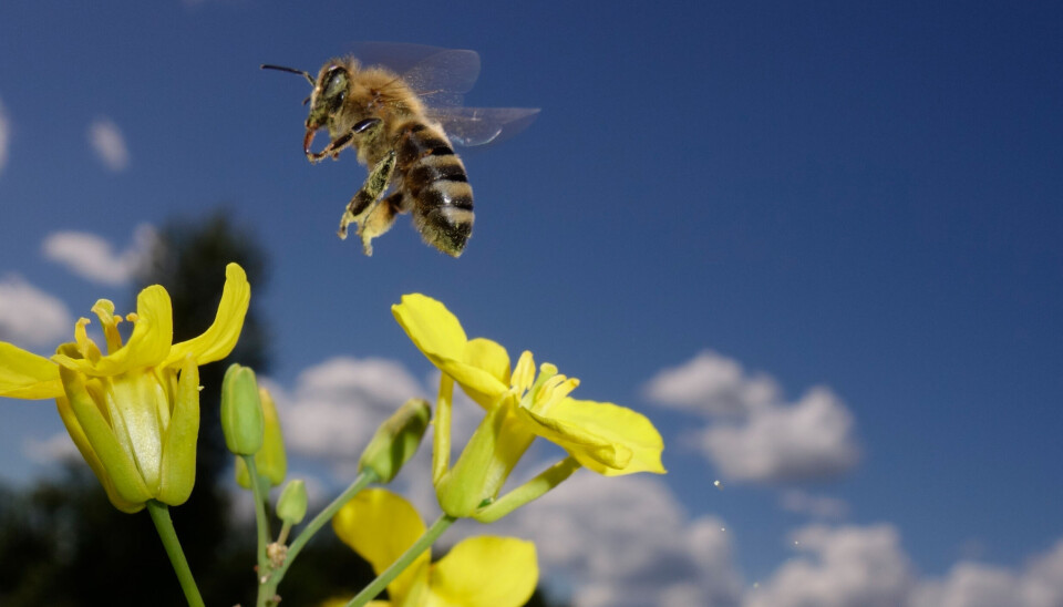 Bie over gulblomst.