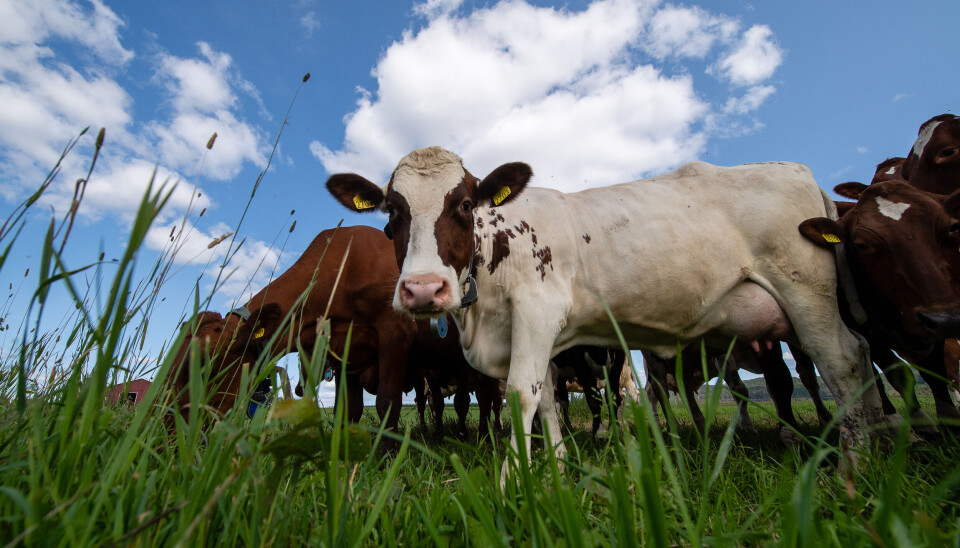 Storfetuberkulose forekommer hos en rekke dyrearter. Diagnostikk hos levende dyr kan være vanskelig, og smitte kan derfor være utfordrende å påvise og bekjempe.
