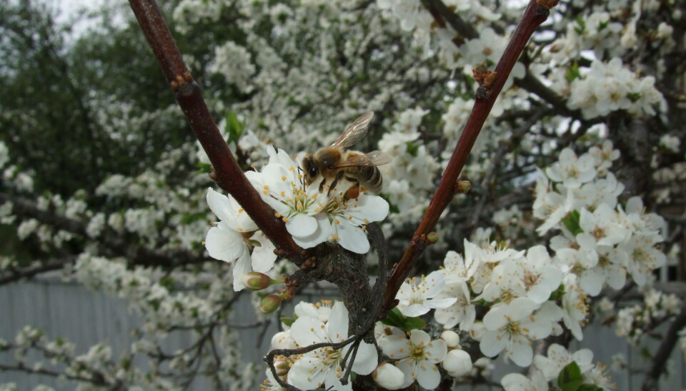 Birøkterne er bekymret for norsk honning og pollinering av frukt og grønt, og er uenige i Mattilsynets forslag til forskriftsendring.