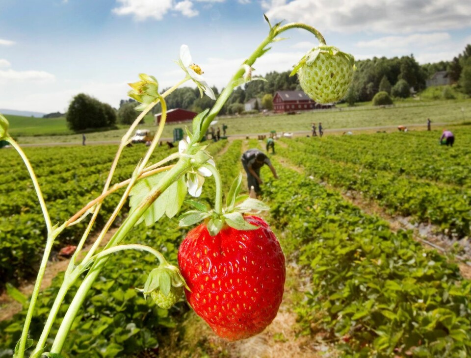 Til tross for deres viktige bidrag til norsk landbruksproduksjon er arbeidsinnvandrerne i stor grad usynlige i det offentlige ordskiftet, skriver Greta Juskaite i sin doktoravhandling.