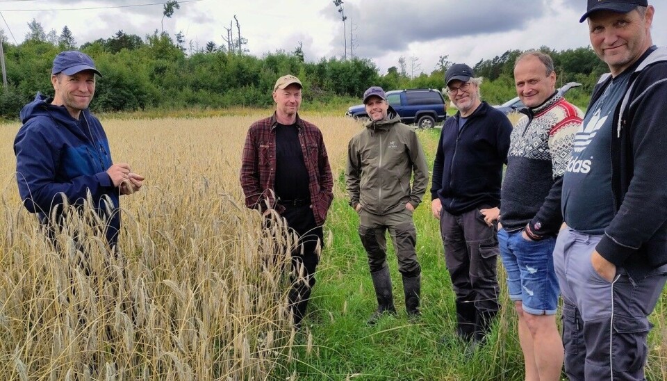 Noen av bøndene i referansegårdsprosjektet, fotografert i en regenerativ økologisk rugåker i Skjeberg, Østfold.