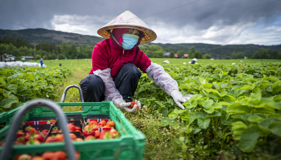 En vietnamesisk jordbærplukker på jobb i åkeren til jordbærbonde Per Isingrud ved Minnesund under pandemisommeren 2020.