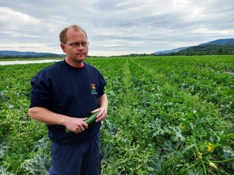 Per Erik Rosnes på Rosnes Gårdsdrift i Sande er klar for en ny sesong med produksjon av øko-grønnsaker til Coop. Bildet er fra squash-åkeren og litt senere på sesongen i fjor.