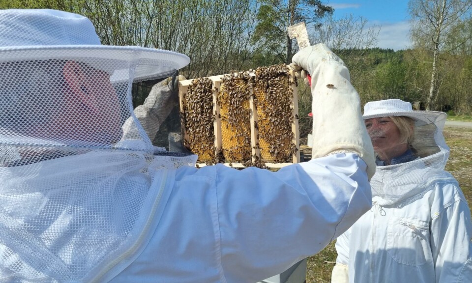 Birøkterne ber om mer penger til merkevarenøytral markedsføring