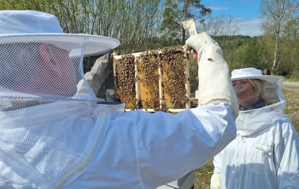 Svært mange er ikke klar over hvilken enorm verdi birøkt har for natur og miljø. Og hvilken viktig rolle landbrukets minste husdyr spiller. Bildet viser birøkt på Aurskog.