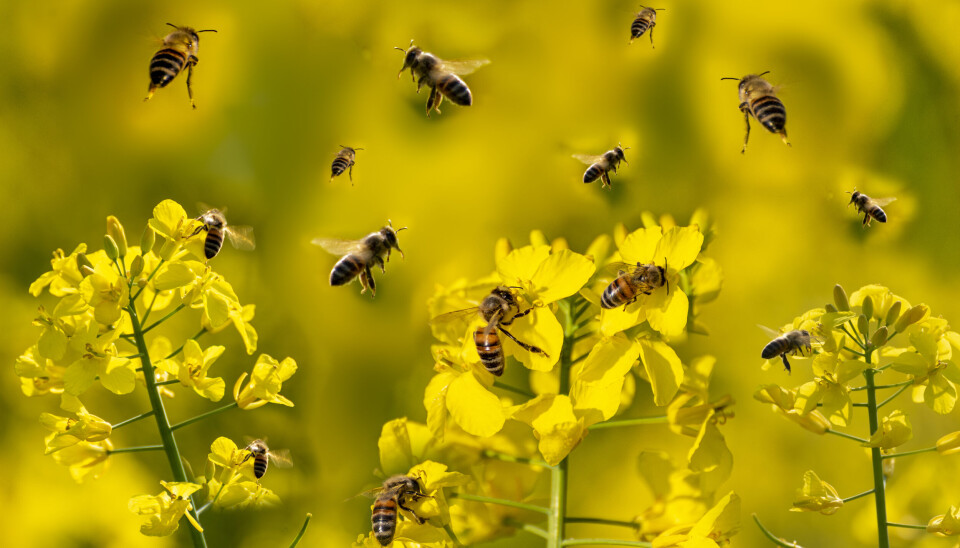 Rapsåkere er blant bienes viktigste kilder til nektar og pollen. Men disse sprøytes ofte med ugrasmidler som inneholder klopyralid.