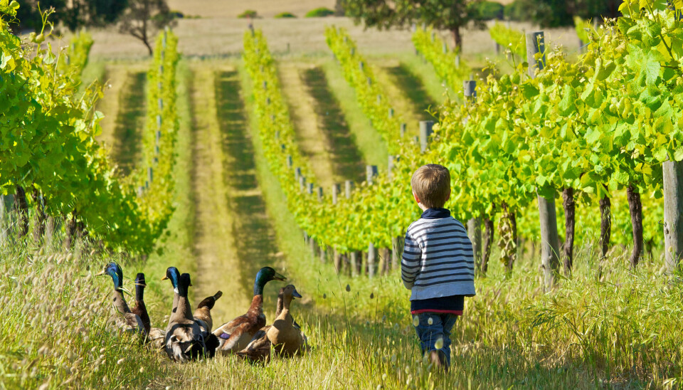 I biodynamisk vinproduksjon bruker vinbonden naturlige preparater og kompost i vinmarken.