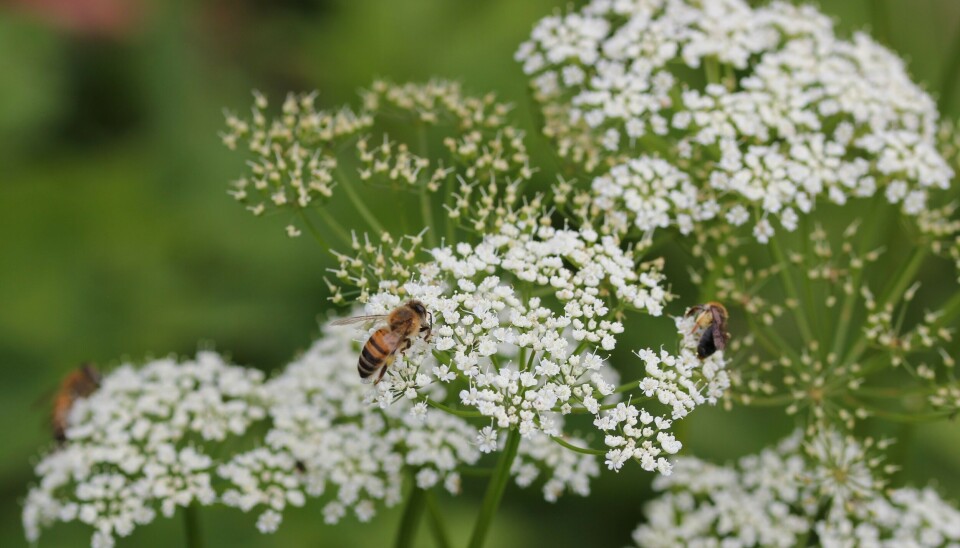 Landets birøktere kan slappe av. Hold av honningbier innebærer lav risiko for de fleste bestander av ville pollinerende insekter i Norge, viser en fersk undersøkelse.