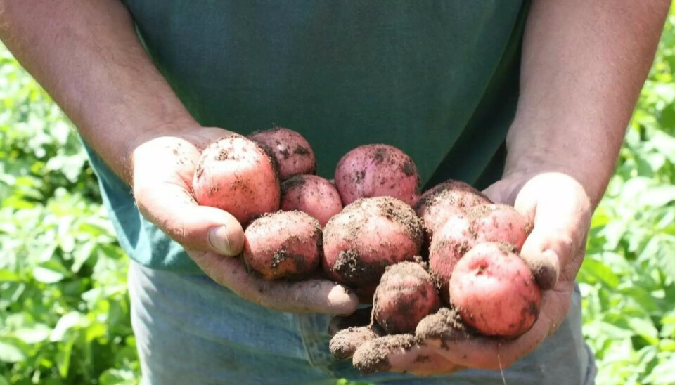 Landbruksdirektoratet har anslått et årlig behov for bakepotet på 3.000 tonn, mens norsk produksjon er under 10 prosent av dette. Omsetningen av nye norske poteter øker jevnt og trutt.