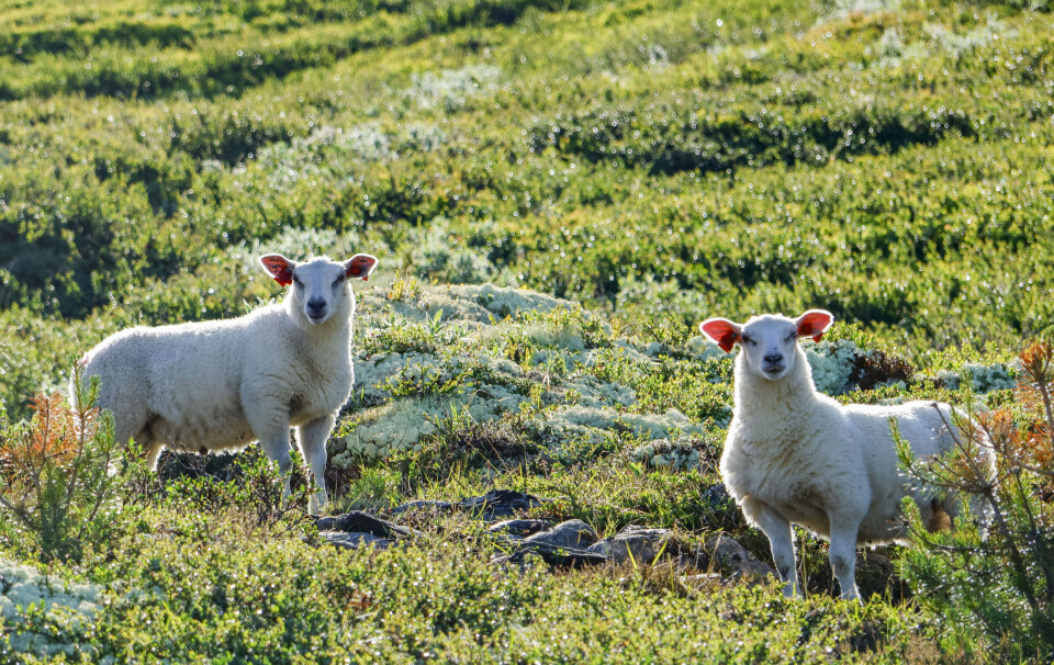 Lam på fjellbeite i Sødorpfjellet i Gudbrandsdalen. Hvilken positiv klimaeffekt har egentlig beitedyr på utmarks- og beitearealer?