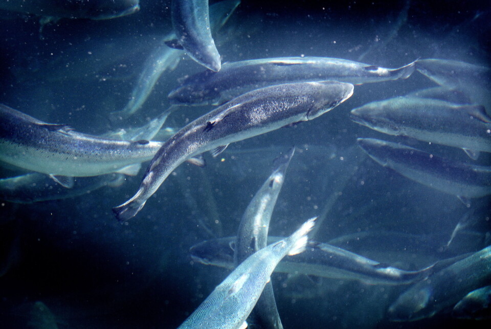 Fiskehelserapporten er ingen lystig lesning. Infeksjonssykdommer og skader etter lusebehandling tar livet av oppdrettslaksen. Laks i mære på Salmar på Frøya i Trøndelag