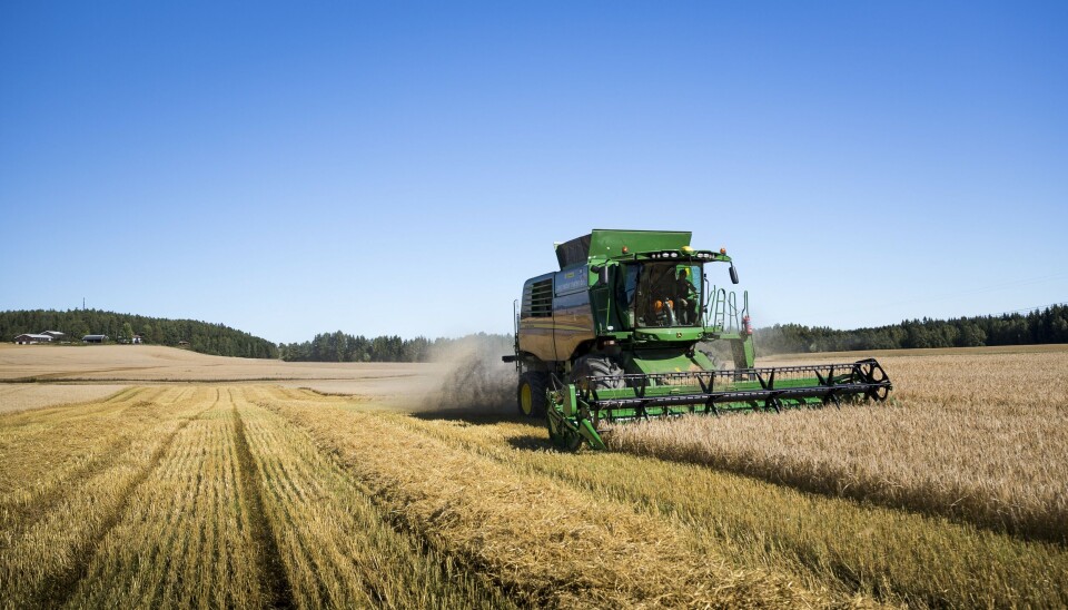 Snart treskes den første avlingen til det som skal bli norsk Klimabrød, med 25 til 30 prosent lavere karbonavtrykk.