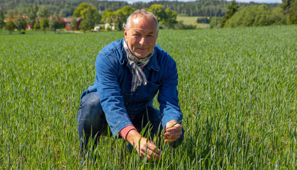 Holli Mølle har startet prosjektet «Redd matkornet» fordi mesteparten av det norske kornet i dag går til dyrefôr, og det importeres store mengder mathvete. På bildet gründer og møller Trygve Nesje.