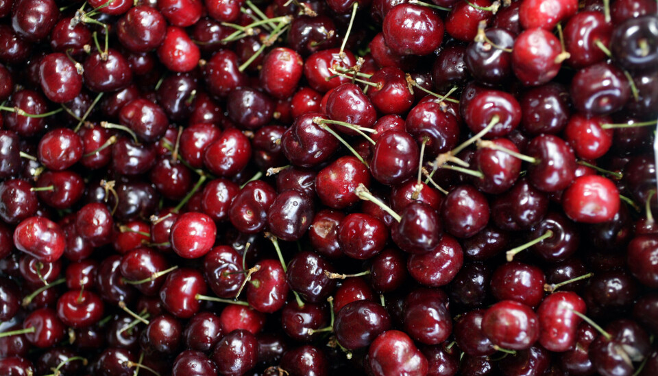 Vet du forskjellen mellom moreller og kirsebær? Ikke det? Uansett, begge smaker bra, og det blir mye av begge sorter i år.
