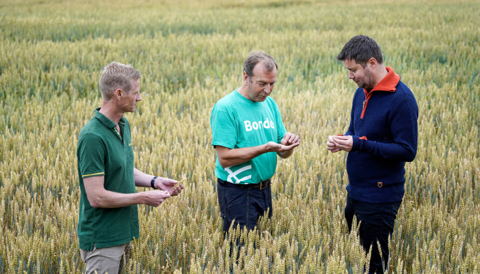 Svenn Ivar Fure, konsernsjef i Felleskjøpet, Ås-bonde Svein Bjerke og landbruks- og matminister Geir Pollestad inspiserer Bjerkes kornåker. Avlingen ser lovende ut.