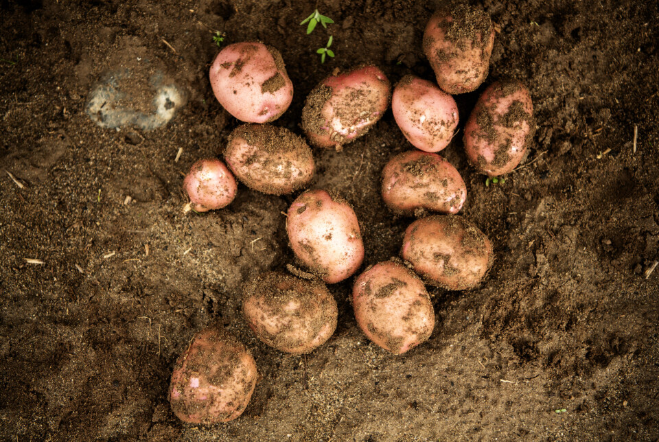 I løpet av 2025 skal Nibio undersøke prøver av norsk potet for å finne ut om de inneholder de menneskeskapte kjemikaliene PFAS.