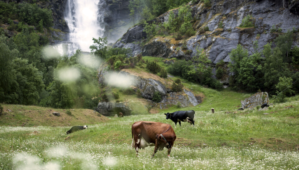 Turlifossen i Aurland, her med selskap av økologiske kyr på sommerbeite. Turlifossen i Aurland, her med selskap av økologiske kyr på sommerbeite.