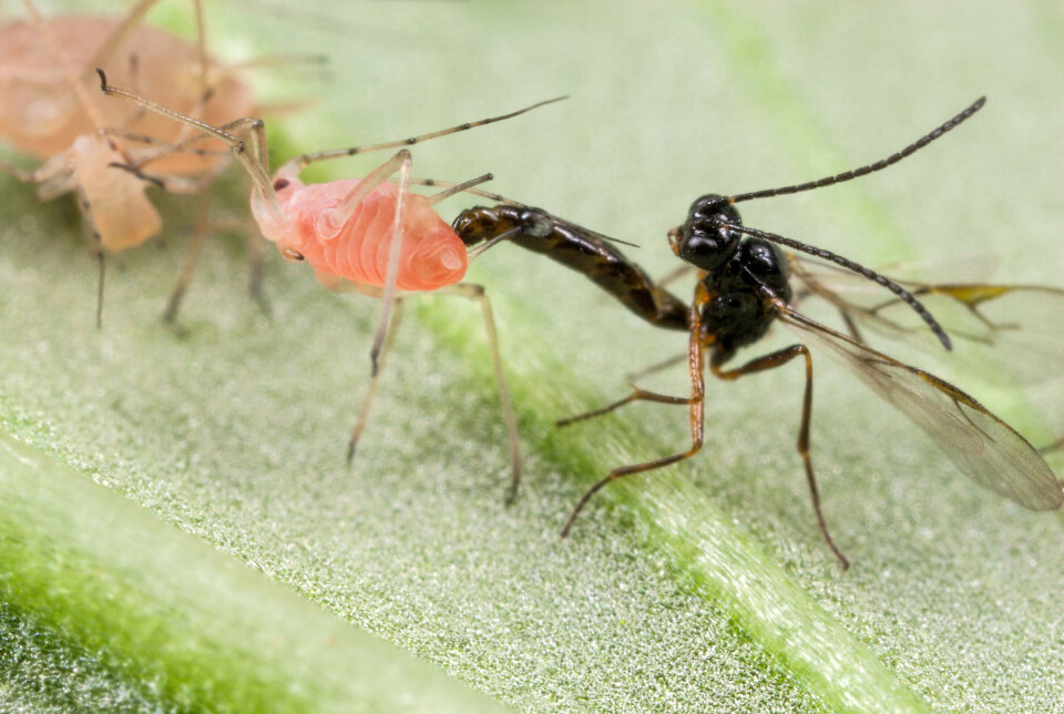 Snyltevepsen aphidius ervi, et nyttedyr mot bladlus, gjør jobben sin. Biologisk plantevern, som baserer seg på nyttedyr som naturlige fiender av skadedyrene, tilbyr et miljøvennlig alternativ.