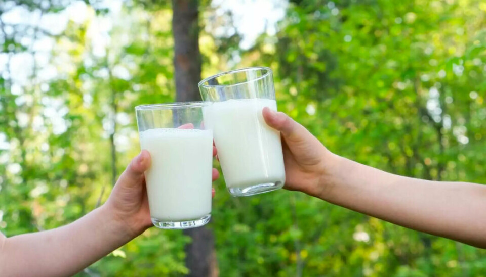 Sakte, men sikkert øker andelen økologisk melk av den solgte totalmengden, men den ligger fortsatt på et veldig lavt nivå. Sakte, men sikkert øker andelen økologisk melk av den solgte totalmengden, men den er fortsatt veldig lav.