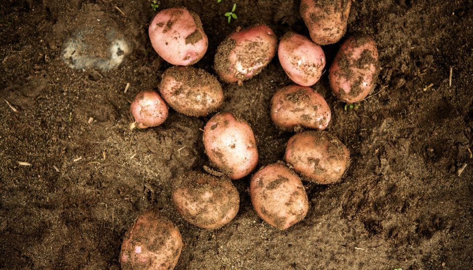 Norske poteter, her av sorten Laila, er blitt mye dyrere, men beskyttes mot utenlandske konkurrenter av en ny midlertidig tollsats. Norske poteter, her av sorten Laila, er blitt mye dyrere, men beskyttes mot utenlandske konkurrenter av en ny potettoll.