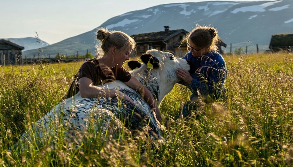 Det er søstrene Turid og Ragnhild Nordbø som driver Grindal Ysteri i Rennebu, Trøndelag. De er nominert i to kategorier til Matprisen 2024.