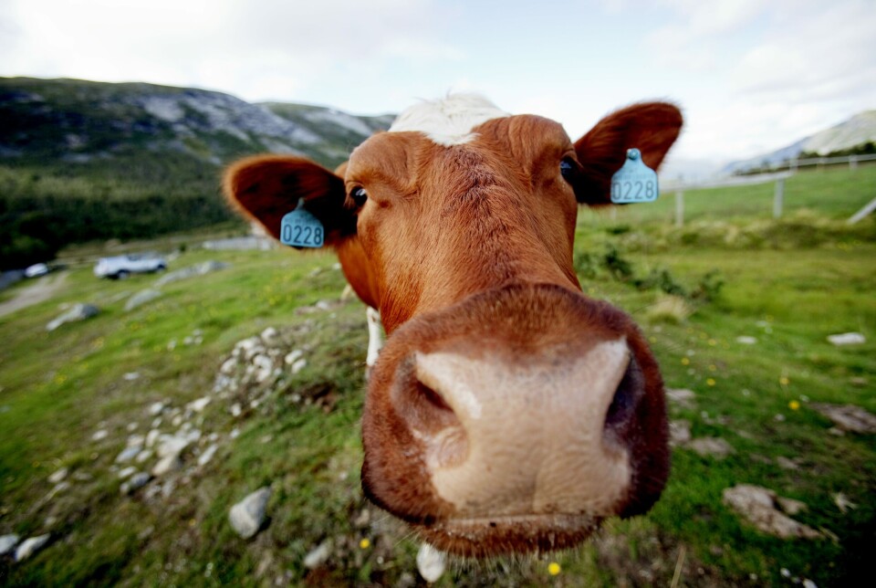 I økologisk landbruk i Norge er det et overordnet mål at gårder med husdyr i størst mulig grad skal være selvforsynt med økologisk fôr. Regjeringen tror effekten av metanhemmende tilsetningsstoffer i fôret til kyr er lavere enn de anslo i fjor.