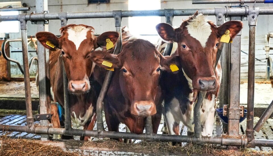 Mattilsynet tror at sviknott fra utlandet i hovedsak er smittekilden til blåtunge på norske anlegg.