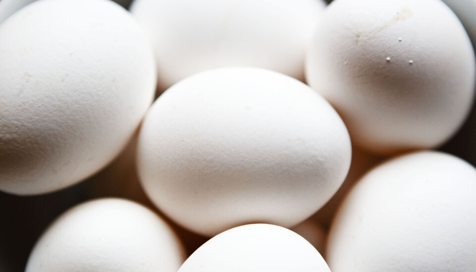 10 millioner egg måtte trekkes tilbake fra markedet som følge av fôrskandalen. Bortsett fra i 2015 har det aldri før blitt importert så store mengder polske egg som i år.
