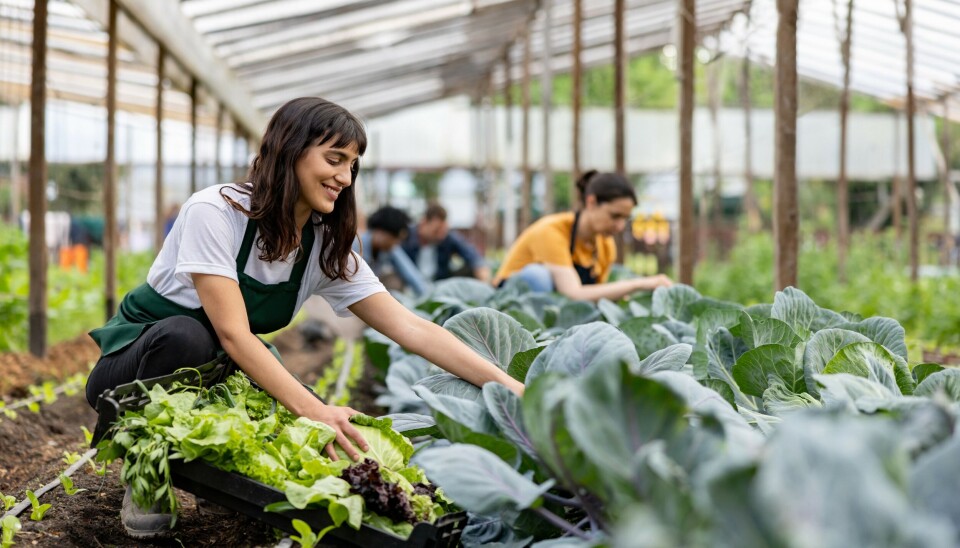 «Det er markedsmuligheter for økt norsk økologisk produksjon ettersom en del av forbruket av økologisk mat er dekket av import, også varer det er mulig å produsere i Norge», skriver landbruks- og matdepartementet i den ferske rapporten.