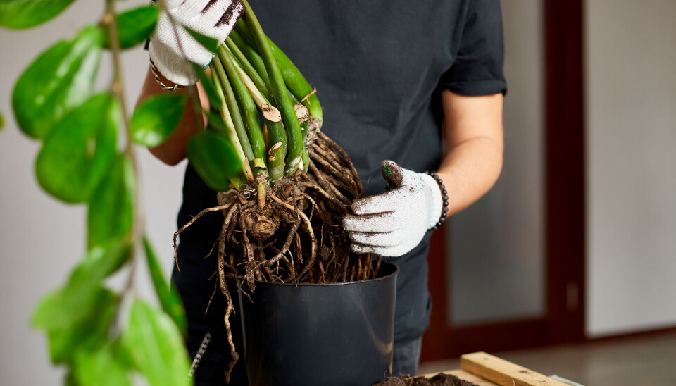 Import av planter med jord til Norge kan utgjøre en betydelig risiko for innføring av planteskadegjørere. Det kan gå utover landbruket og naturlige økosystemer her til lands.
