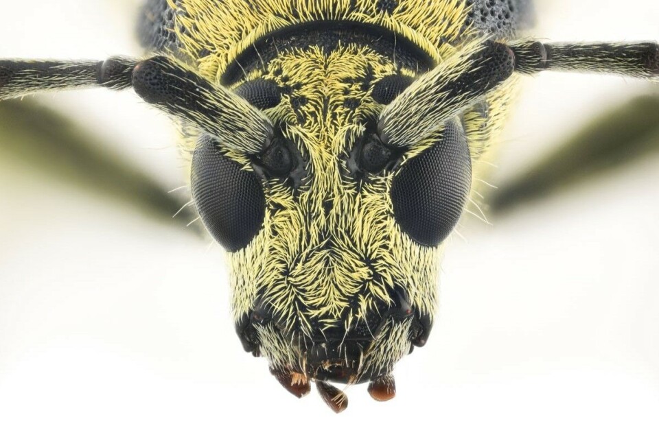 Trebukk Chlorophorius varius er en fremmed dyrart som har kommet inn i Norge gjennom import av vinranker.