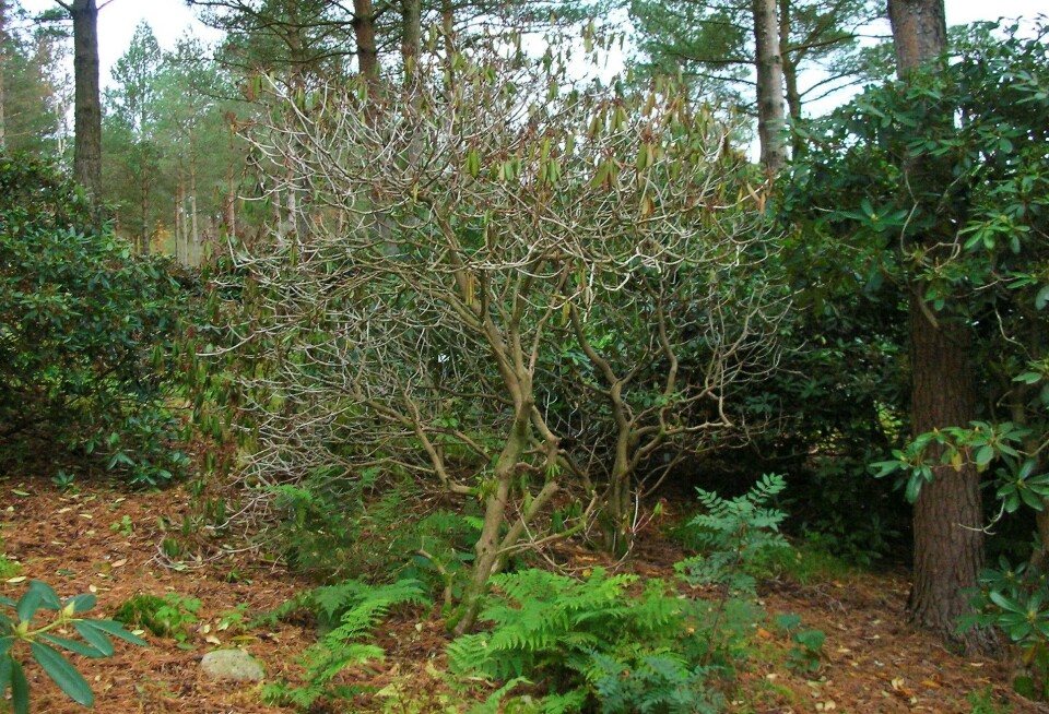 Rhododendron drept av den sopplignende sykdommen Phytophthora ramorum.