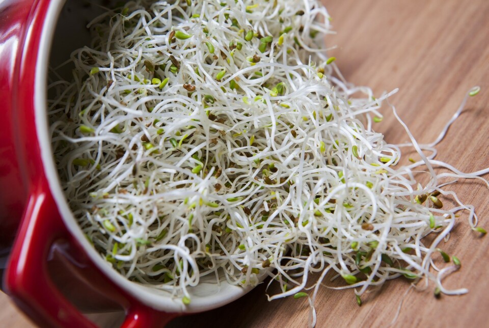 Folkehelseinstituttet opplyser at det nå er registrert 49 smittede i det pågående salmonellautbruddet.