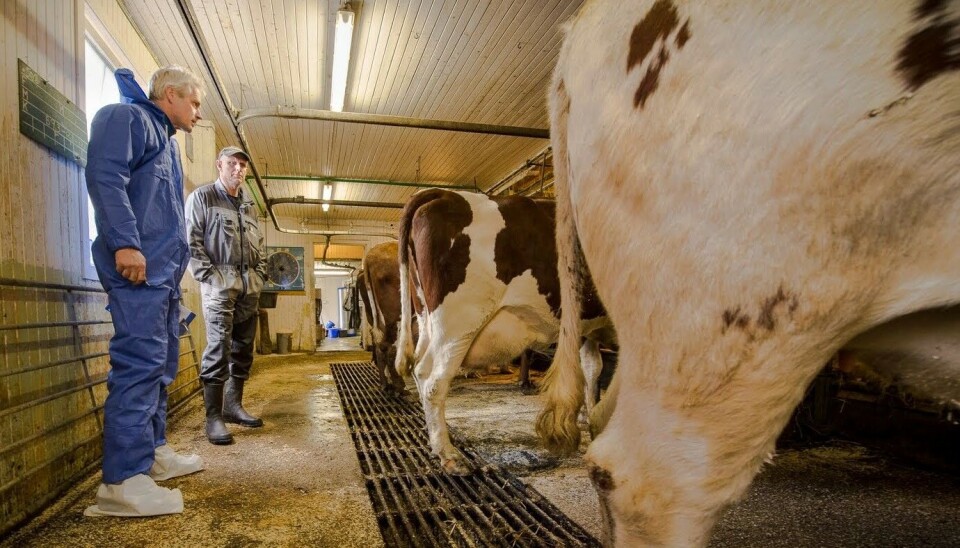 Økologiregelverket krever 10 prosent uvarslede tilsyn av økologiske matprodusenter hvert år, utover de kjente årlige revisjonene. Her en Debio-revisor på kontrollbesøk hos en melkebonde.