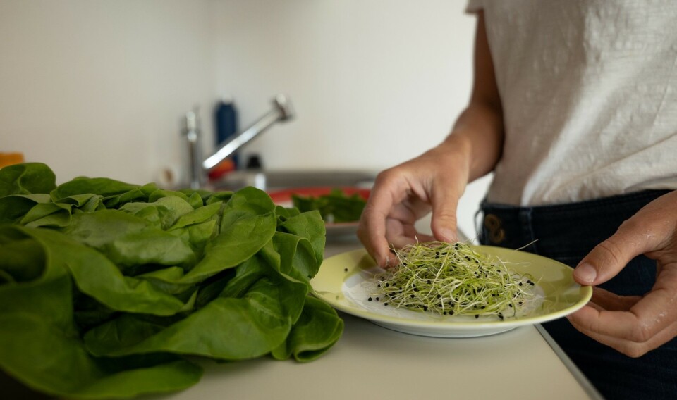 230 mennesker ble syke under salmonellautbruddet, forårsaket av økologiske alfalfaspirer.