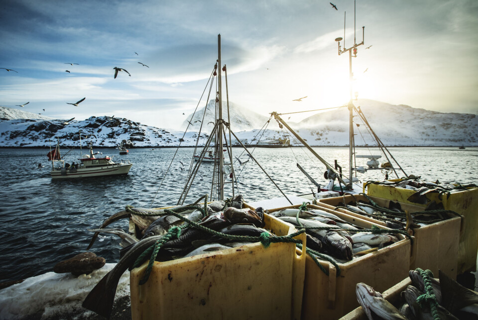 Stiftelsen Norsk Mat mener at det er naturlig å innlemme norsk sjømat som egen matkategori i merkeordningen Nyt Norge. Bildet er fra skreifisket utenfor Vesterålen.